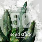 [種子] アロエ ラモシシマ Aloe ramosissima 50粒｜多肉…