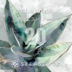 [ семена ]aro Est задний -taAloe striata 20 шарик l суккулентное растение алоэ помада алоэ популярный товар вид реальный сырой 