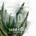 [ семена ] алоэ tikotomaAloe dichotoma 10 шарик l суккулентное растение алоэ . корень растения ko- Dex реальный сырой 