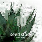 [ семена ] алоэ голубой mi-Aloe broomii 10 шарик l суккулентное растение алоэ редкий товар вид декоративное растение реальный сырой 