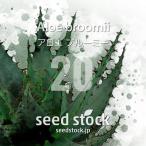 [ семена ] алоэ голубой mi-Aloe broomii 20 шарик l суккулентное растение алоэ редкий товар вид декоративное растение реальный сырой 