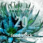 [ семена ] алоэ fmi белка Aloe humilis 20 шарик l суккулентное растение алоэ ... маленький размер вид реальный сырой 