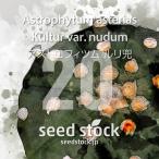 [ семена ] Astro fitsum лазурит шлем 20 шарик lSEEDSTOCK