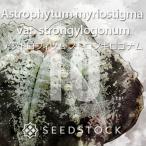 [ семена ] Astro fitsum -тактный long gi Logo nam10 шарик lSEEDSTOCK