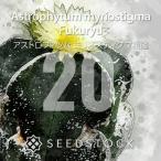 [ семена ] Astro fitsum milio стойка gma..20 шарик lSEEDSTOCK