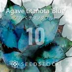 [種子] アガベ チタノタブルー 10粒｜SEEDSTOCK