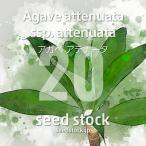 [ семена ] агава a тенор taAgave attenuata первый зеленый 20 шарик l салон декоративное растение популярный товар вид импорт семена 