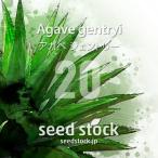 [ семена ] агава jento Lee Agave gentryi 20 шарик l Driger ten выдерживающий холод . большой редкий реальный сырой 
