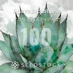 [ семена ] агава seba стойка a-naAgave sebastiana 100 шарик l суккулентное растение начинающий предназначенный реальный сырой 