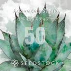 [ семена ] агава seba стойка a-naAgave sebastiana 50 шарик l суккулентное растение начинающий предназначенный реальный сырой 