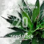 [ семена ] агава sijigelaAgave schidigera 20 шарик l суккулентное растение начинающий предназначенный tane
