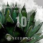 [ семена ] агава Hori daAgave horrida ssp. horrida 10 шарик l популярный товар вид пила зуб . очарование начинающий предназначенный 