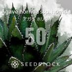 [ семена ] агава Hori daAgave horrida ssp. horrida 50 шарик l популярный товар вид пила зуб . очарование начинающий предназначенный 