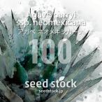 [ семена ] агава Neo mekisi Carna Agave parryi ssp. neomexicana 100 шарик l Driger ten выдерживающий холод ... небо редкий реальный сырой 