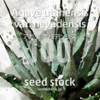 [ семена ] агава neva электронный sAgave utahensis nevadensis 100 шарик l Driger ten выдерживающий холод .yutaensis редкий реальный сырой 