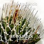 アガベの種子 エボリスピナ Agave utahensis var. eborispina