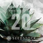 [ семена ] агава весь tifo задний Agave ovatifolia 20 шарик l Driger ten выдерживающий холод . огромный кит реальный сырой популярный товар вид 