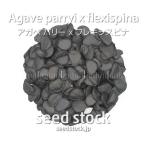  агава. семена Париж -x гибкий spinaAgave parryi x flexispina