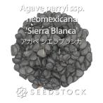  агава. семена Sierra Blanc kaAgave parryi ssp. neomexicana 'Sierra Blanca'