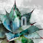 [��q] �A�K�x �V�[�}�j�A�i Agave seemanniana 10���b�h���C�K�[�f�� �ϊ��� �����A�� �� ����
