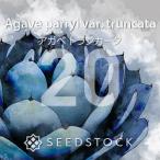 [ семена ] агава Париж - тигр n машина taAgave parryi var. truncata 20 шарик l Driger ten выдерживающий холод . есть популярный товар вид начинающий ..
