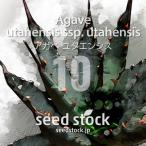 [ семена ] агава yutaensisAgave utahensis ssp. utahensis 10 шарик l Driger ten выдерживающий холод . популярный товар вид суккулентное растение реальный сырой 