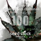 [ семена ] агава yutaensisAgave utahensis ssp. utahensis 100 шарик l Driger ten выдерживающий холод . популярный товар вид суккулентное растение реальный 