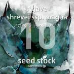 [ семена ] агава shuli Bay Magna Agave shrevei ssp. magna 10 шарик l Driger ten выдерживающий холод . большой редкий реальный сырой 
