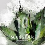 [ семена ] агава wa koma hi-Agave wocomahi 10 шарик l Driger ten выдерживающий холод . суккулентное растение редкий реальный сырой 