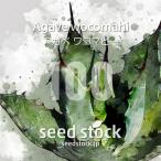 [ семена ] агава wa koma hi-Agave wocomahi 100 шарик l Driger ten выдерживающий холод . суккулентное растение редкий реальный сырой 