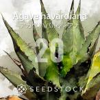 [ семена ] агава - ba Rudy дыра Agave havardiana 20 шарик l суккулентное растение реальный сырой tane