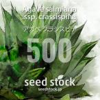 [ семена ] агава обезьяна mi дыра klasispinaAgave salmiana ssp. crassispina 500 шарик l Driger ten выдерживающий холод . большой .