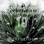 [ семена ] агава корзина для рыбы Tria regina e.. снег Agave victoriae-reginae ssp. victoriae-reginae 10 шарик l