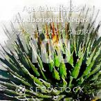 [ семена ] агава e Boris pinave газ Agave utahensis var. eborispina Vegas 100 шарик l суккулентное растение редкость товар вид первый 