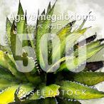 [ семена ] агава me Garo Don taAgave megalodonta 500 шарик l суккулентное растение начинающий предназначенный прорастание легко 