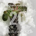 [ семена ]be Ise li Ame kisi Carna 20 шарик lSEEDSTOCK
