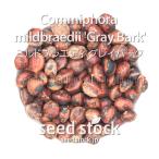 コミフォラの種 Commiphora mildbraedii 'Gray Bark' ミルドブラエディ グレイバーク