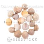 [ семена ]komifolaklause задний naCommiphora kraeuseliana 10 шарик l. корень растения .. растения Nami Via . производство 