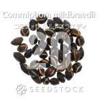 [ семена ]komifola Mill dobla Эдди Commiphora mildbraedii 20 шарик l.. растения . корень растения восток Africa . производство очень редкий komifola