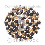 [ семена ]komifolasa расческа kolaCommiphora saxicola 5 шарик l. корень растения ko- Dex редкий вид реальный сырой 
