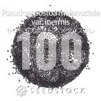 [ семена ]seudoe spo магазин i фланель ошибка Pseudoespostoa melanostele var. inermis 100 шарик l кактус редкий 