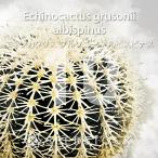 [ семена ]ekinokaktasgru Sony aru винт pinasEchinocactus grusonii albispinus 10 шарик l белый . золотой .