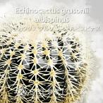 [ семена ]ekinokaktasgru Sony aru винт pinasEchinocactus grusonii albispinus 100 шарик l белый . золотой .