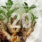 [ семена ]p терроризм диск s мака chiniensisPterodiscus makatiniensis 20 шарик l. корень растения ko- Dex резина . редкий 