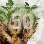 [ семена ]p терроризм диск s мака chiniensisPterodiscus makatiniensis 50 шарик l. корень растения ko- Dex резина . редкий 