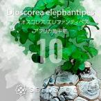 [種子] ディオスコレア エレファンティペス アフリカ亀甲竜 10粒｜SEEDSTOCK