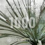 [種子] ダシリリオン ウィーレリ 1000粒｜SEEDSTOCK