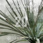[ семена ]dasilili on we rely 20 шарик lSEEDSTOCK