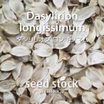 ダシリリオンの種 ロンギシマム Dasylirion longissimum