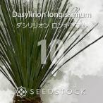 [ семена ]dasilili on long gisimam10 шарик lSEEDSTOCK